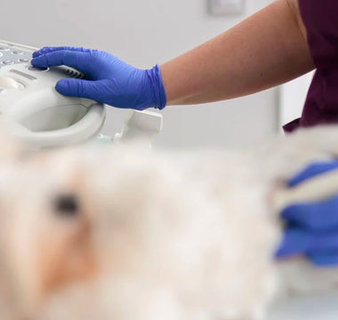 Marquage CE : quelles différences entre un dispositif médical vétérinaire et humain ?